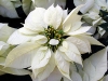 White Poinsettia / Jill/Blue Moonbeam Studio, Flickr